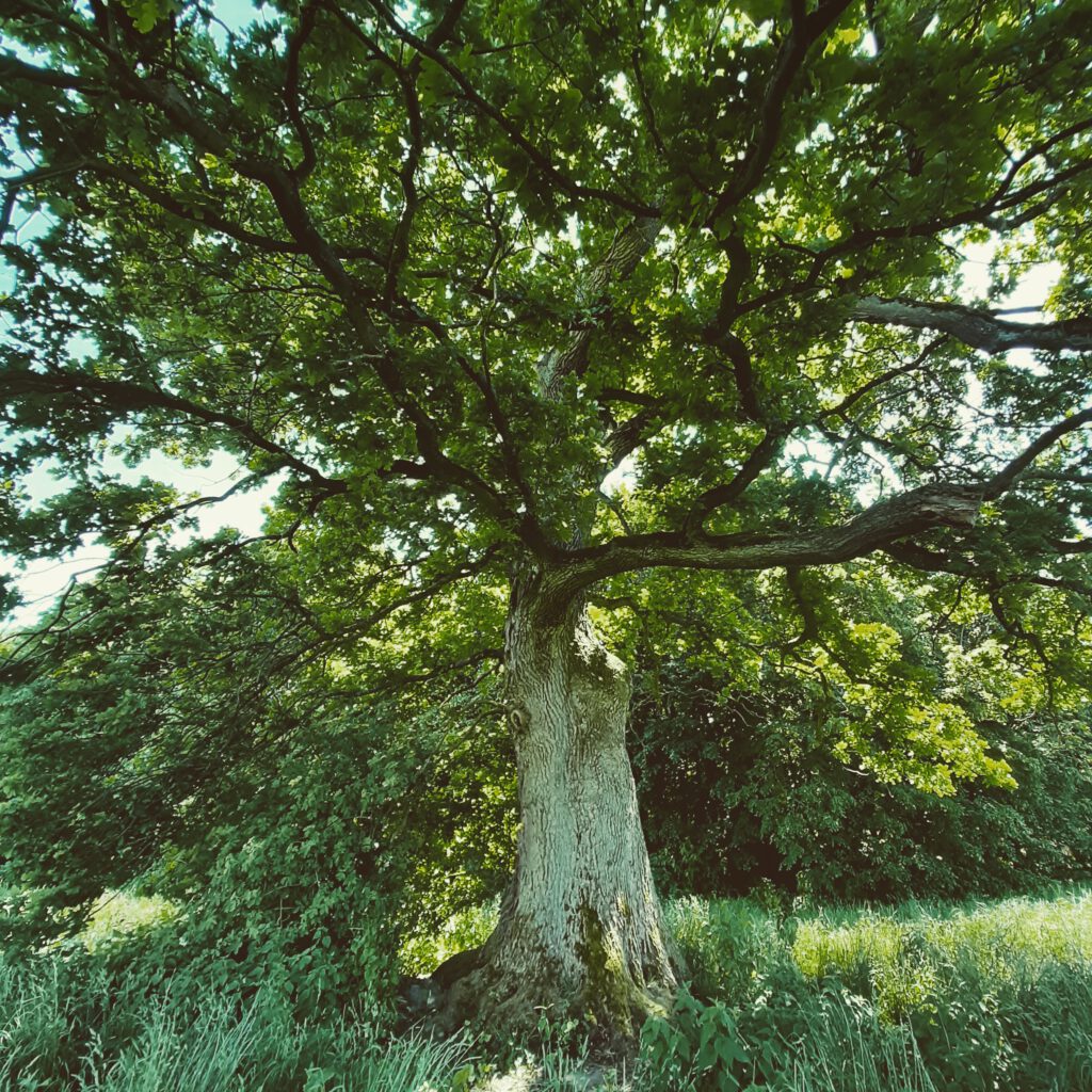 Lebensbaum in sattem Grün